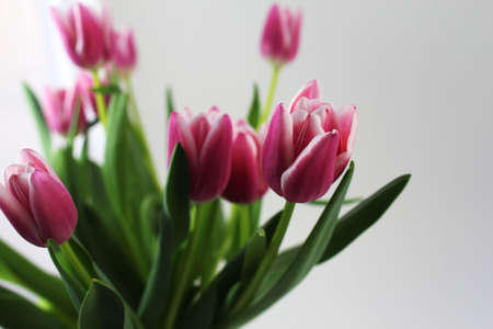 A bouquet of pink tulips on white background. Spring flowers.の写真素材