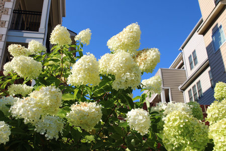 Blooming white hydrangea flowers against the blue sky at modern townhouses. A landscaping concept