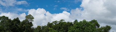 Tree top and blue sky. (panorama)の写真素材