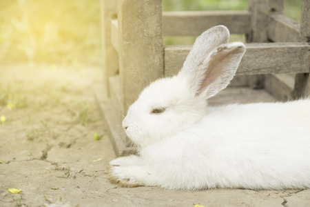 White rabbit in the garden.の写真素材