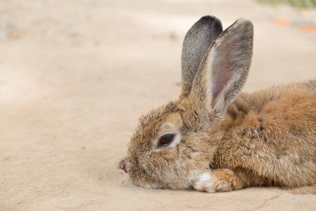 Rabbit lying in the garden.の写真素材