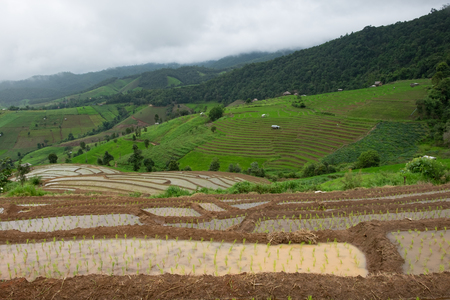 Stepped rice terrace at BAAN BONG PEANG, Maecham, Chiangmai, Thailandの写真素材