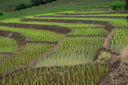 Stepped rice terrace at BAAN BONG PEANG, Maecham, Chiangmai, Thailandの写真素材