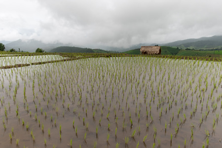 Stepped rice terrace at BAAN BONG PEANG, Maecham, Chiangmai, Thailandの写真素材