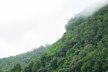 Fog on the mountain in the rainy seasonの写真素材