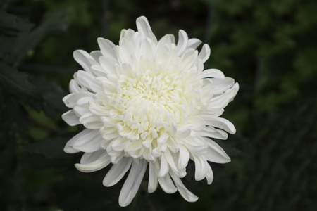 Close up of white chrysanthemum in the garden.の写真素材