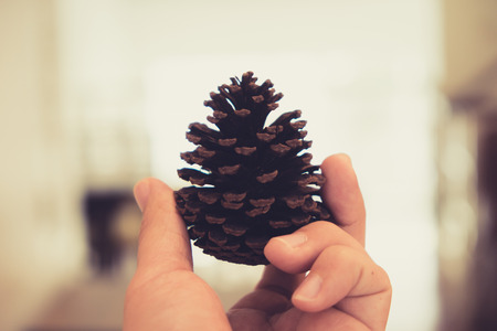 Pine cones for room decoration. (vintage tone)の写真素材