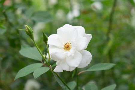 White rose in the garden.の写真素材