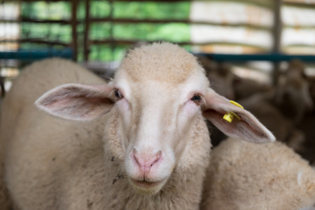 Sheep in the stall, Doi Inthanon National park, Chiangmai, Thailand.の写真素材