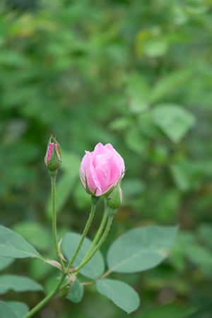 Pink rose in the garden.の写真素材