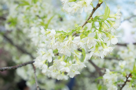 Wild Himalayan Cherry blossoms in Khunwang, Chiang Mai, Thailand.の写真素材