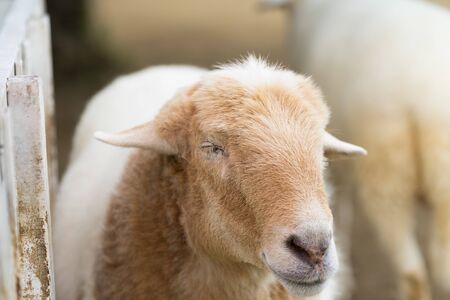Sheep in the farm.の写真素材