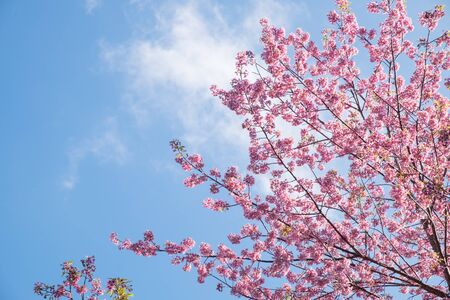 Wild Himalayan Cherry blossoms and blue sky in Khunwang, Chiang Mai, Thailand.の写真素材