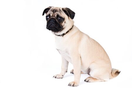 Pug dog isolated on white backgroundの写真素材