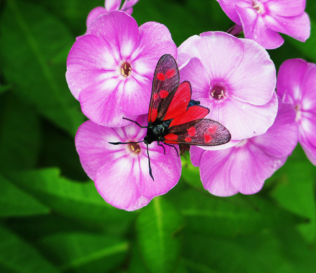 Red butterfly sitting on a pink flowerの写真素材