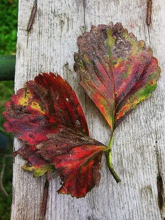 Autumn background with strawberry leaves on wooden boardの写真素材