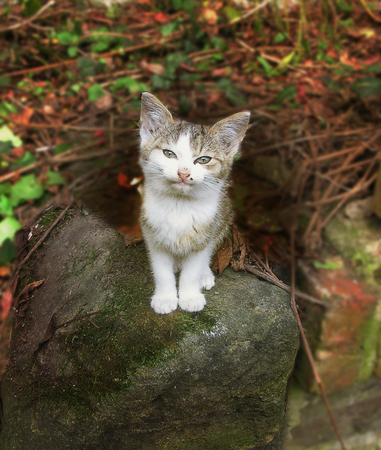 Gray and white kitten sitting on stoneの写真素材
