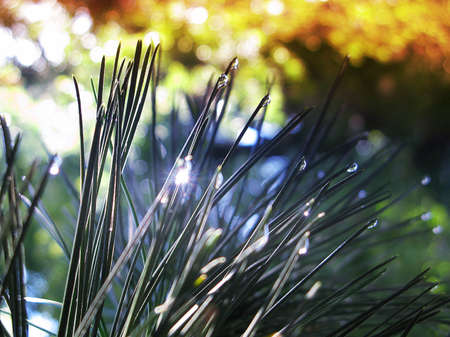 Needles in autumn forest with bokeh effectの写真素材