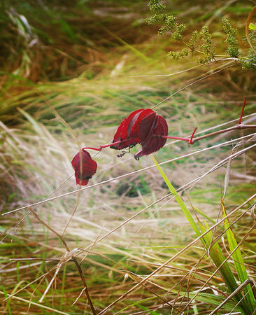 Red leaf blowing in the windの写真素材