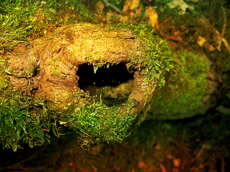 Hornet nest in a tree hollowの写真素材