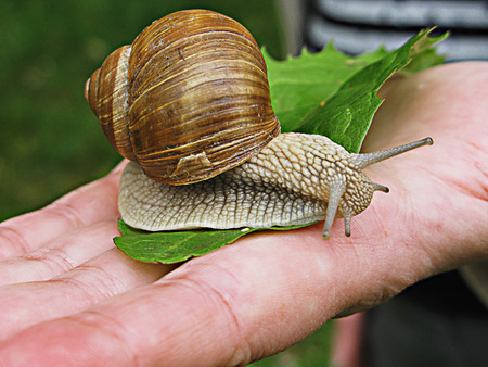 Hand holding a snail on leafの写真素材
