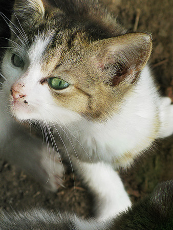 Portrait of white-brown cat with green eyesの写真素材