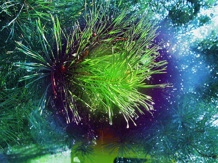 Green needles with dew dropsの写真素材