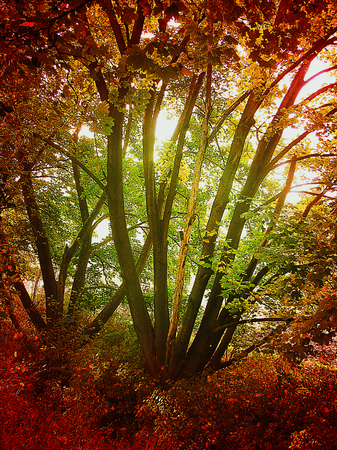 Red autumn forest with scintillating sunの写真素材
