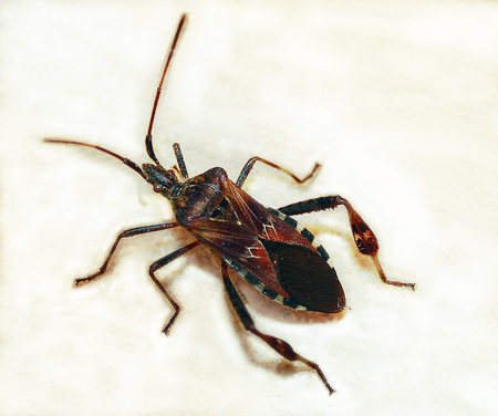 Western conifer seed bugの写真素材