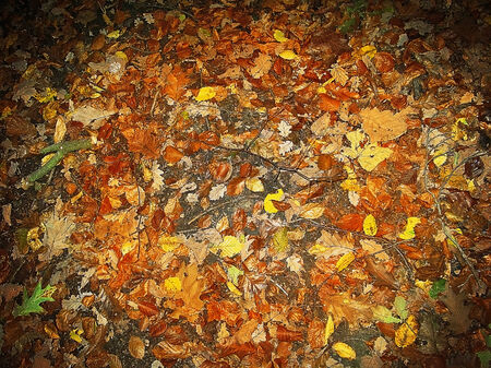 Background of dry and colorful autumn leavesの写真素材