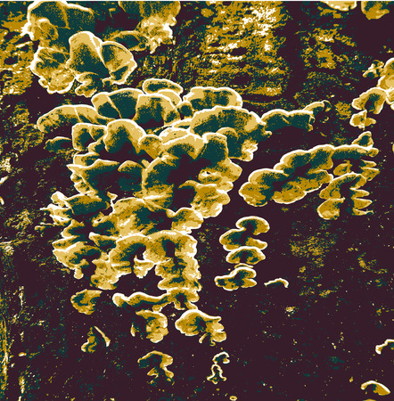 Abstract background of spongy and porous organic textureのイラスト素材