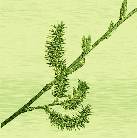 Relief of embossed blooming willow twigのイラスト素材