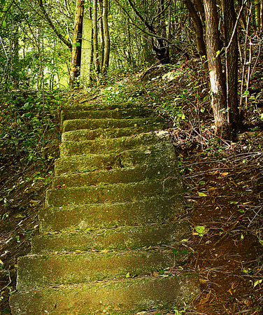 Romantic  old crumbling stairs in the forest
