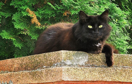 Black cat lying on a wall in the background of yewsの写真素材