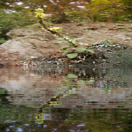 Natural background with flower reflected in water