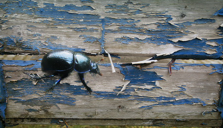 Blue Beetle on a cracked wooden grunge backgroundの写真素材