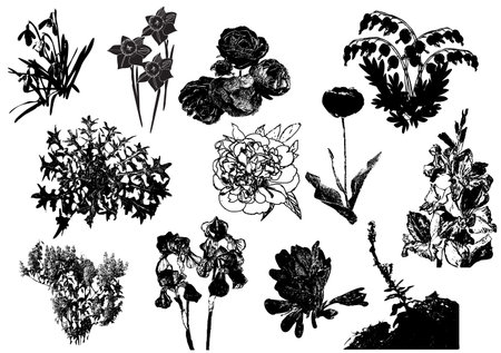 Silhouettes of garden flowers wild plants and herbsのイラスト素材