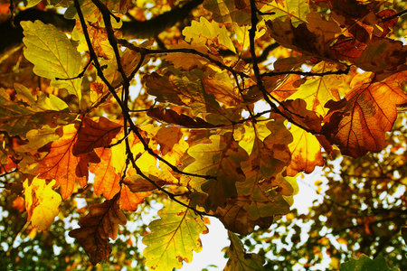 Autumn colorful oak leaves illuminated by the sun