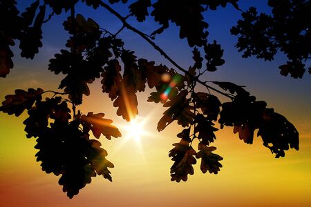 Silhouette of colorful autumn oak leaves illuminated by the sunの写真素材