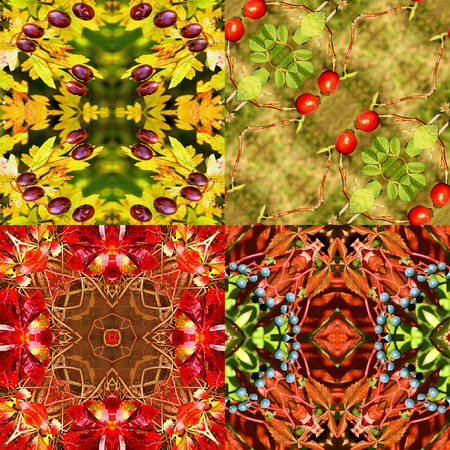 Natural autumn seamless patterns with wild berries, leaves and rose hips. Set of four natural Kaleidoscopic red, yellow, green and brown patterns with autumn fruitsの写真素材