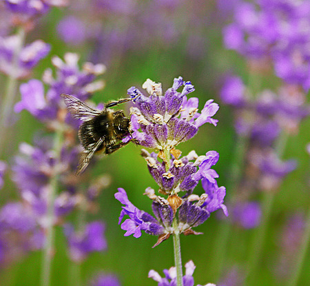 Blooming lavender flower bed with Bumblebee Pollinating flowers. Bumblebee sitting on blossoming lavenderの写真素材