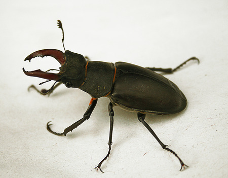 Black and brown stag-beetle on a white background. Big black beetle with red antennae and body partsの写真素材