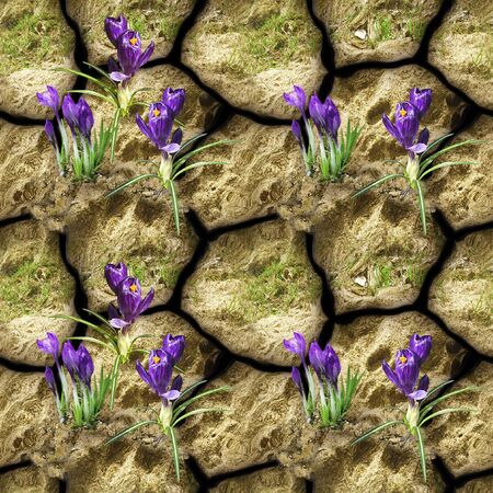 Natural seamless pattern of stones, clay and crocuses. Blooming purple flowers on a background of polygonal cracked stones and grassの写真素材