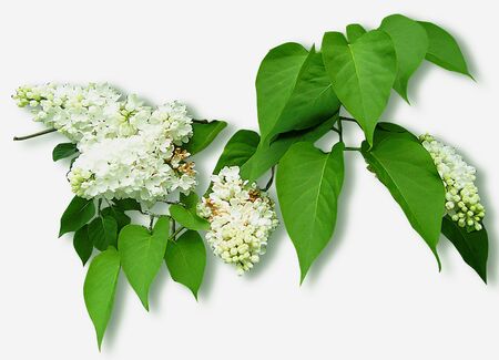 White blossom of lilac on a white background. Twigs with flowering white lilacの写真素材