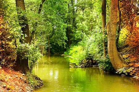 Wild forest landscape with stream. Landscape with trees, plants and riverの写真素材