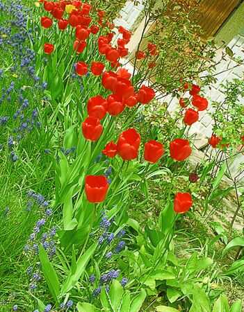 Flowering garden with red and blue flowers. Flower bed with red tulips and blue muscariの写真素材