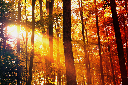 Autumn deciduous forest lit by the sun. Red, orange, yellow and black forest landscape with oaks and beechesの写真素材
