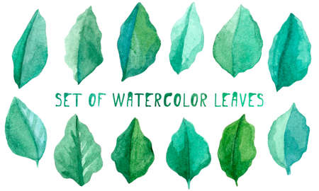 Set of watercolor green leaves on the white background.の写真素材
