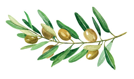 Hand drawn olive branch watercolor illustrations isolated on the white backgroung. Floral design. Invitations greeting cards blogs logos prints.の写真素材