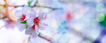 Amazing blossoming almond branch with green leaves in bokeh style. Spring fresh flowers outdoors closeup. Web banner with white flowers with red core on the multicolor backgroundの写真素材